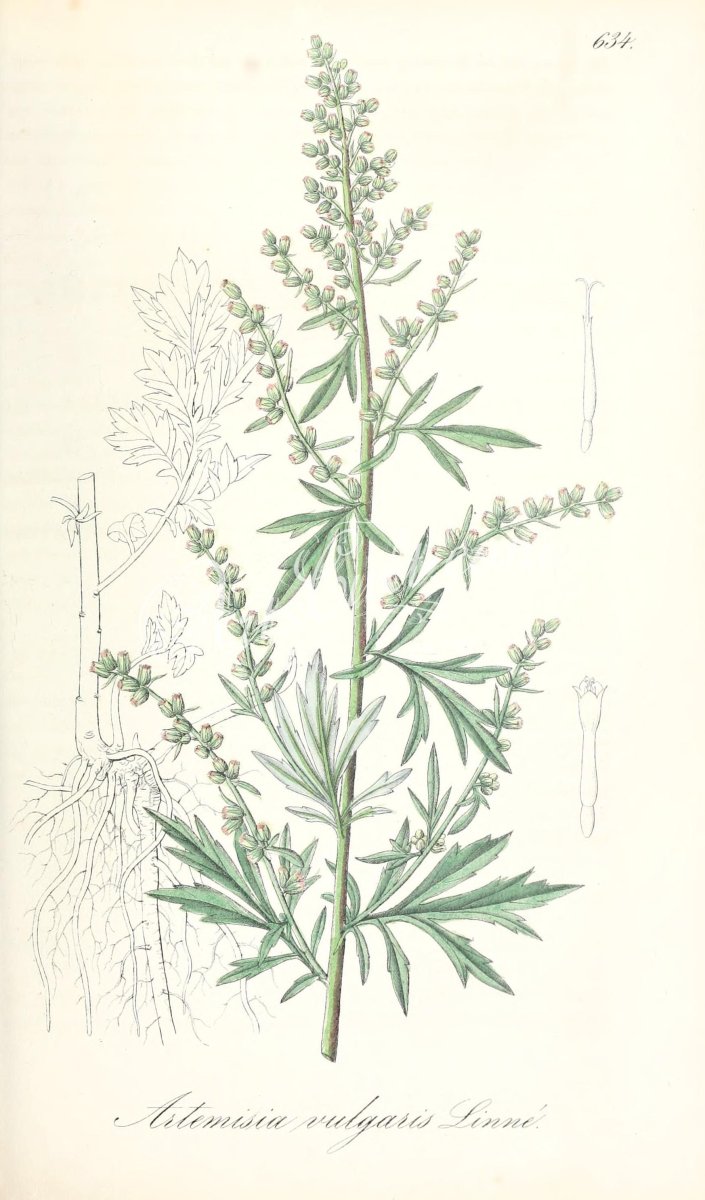 Artemisia absinthium ботаника