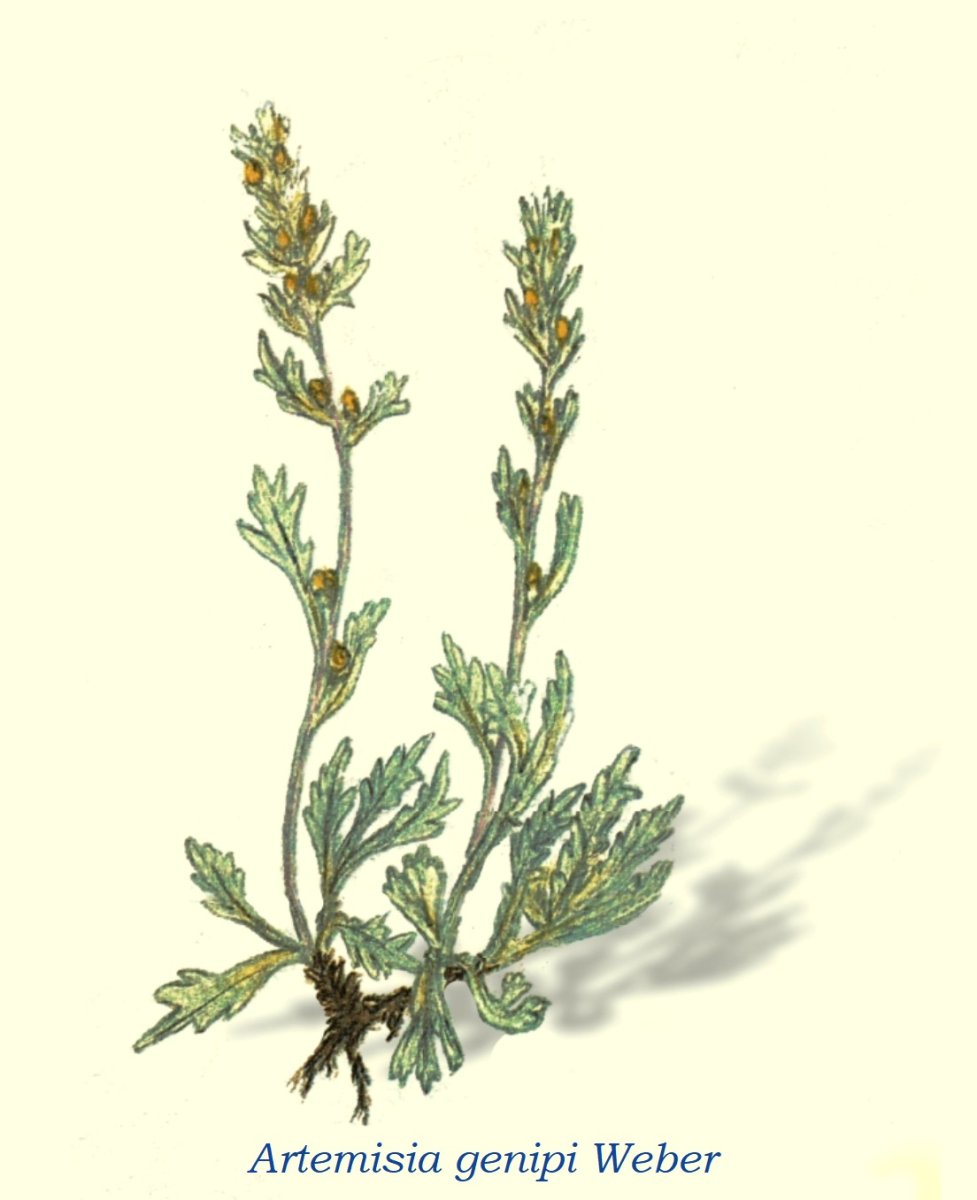 Полынь Ботаническая иллюстрация