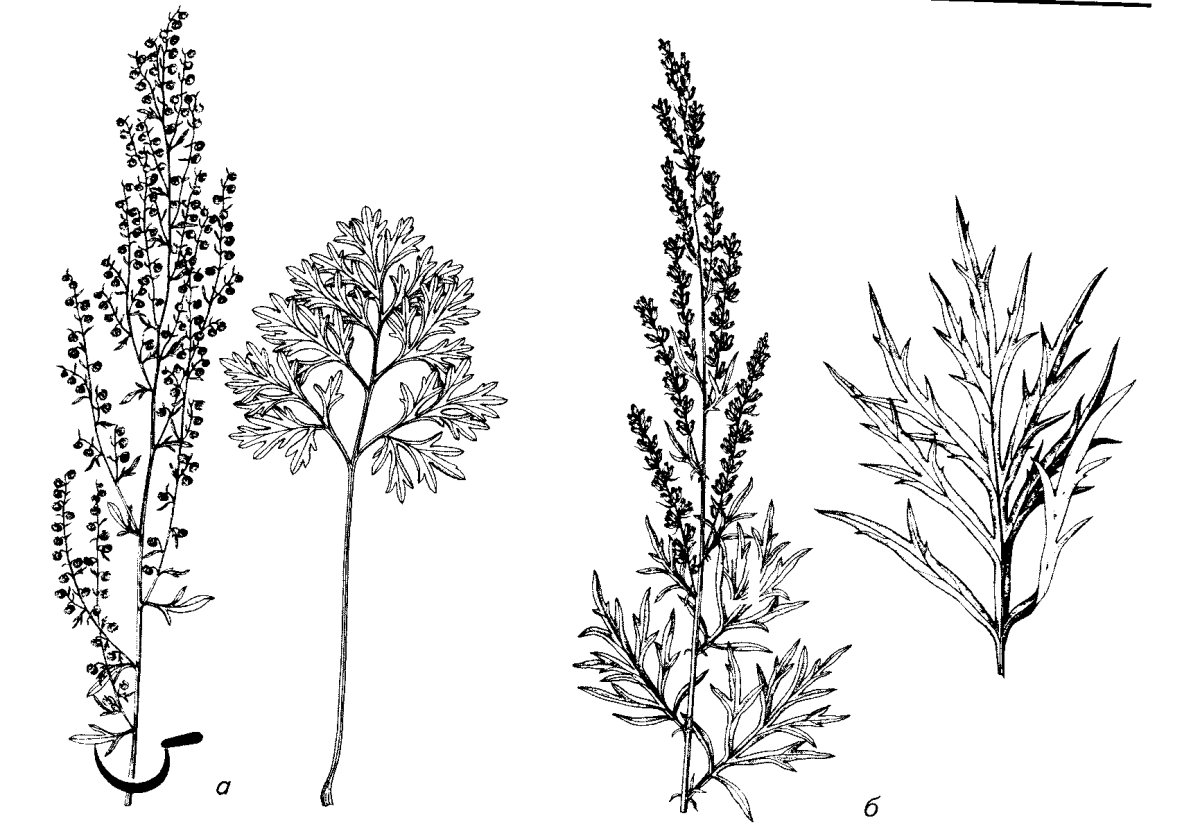 Полынь горькая соцветие