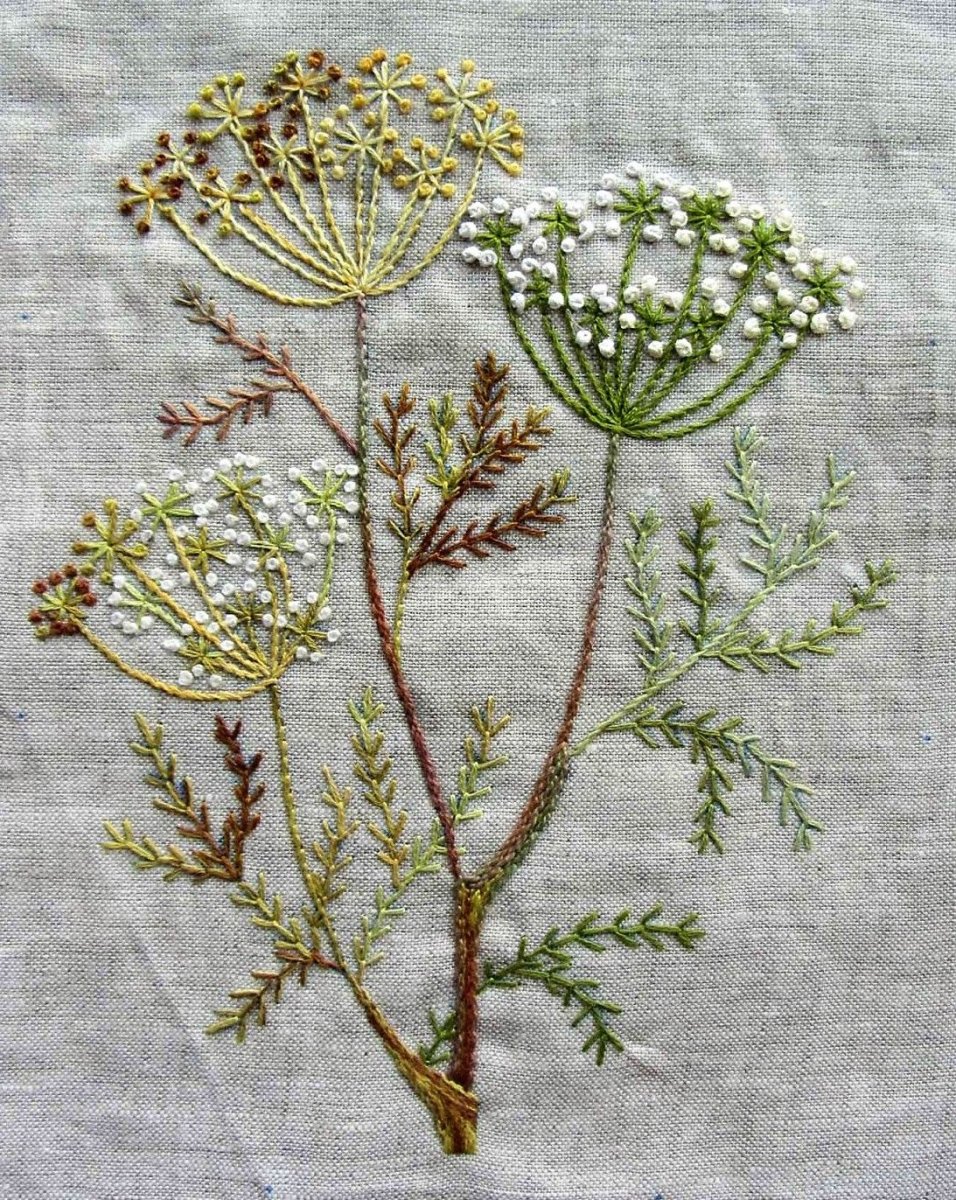 Artemisia absinthium гербарий