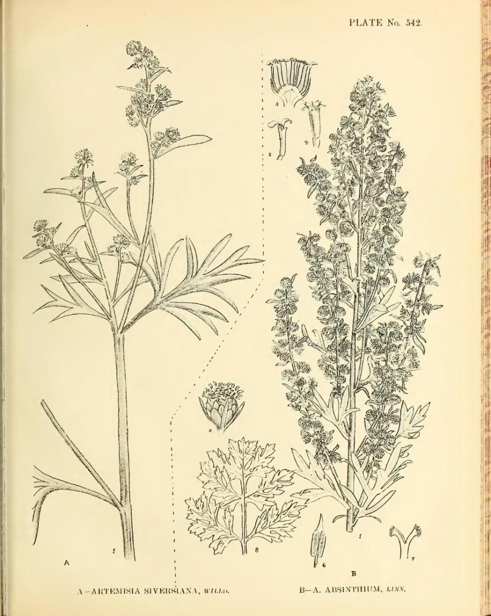 Полынь горькая (Artemisia absinthium)