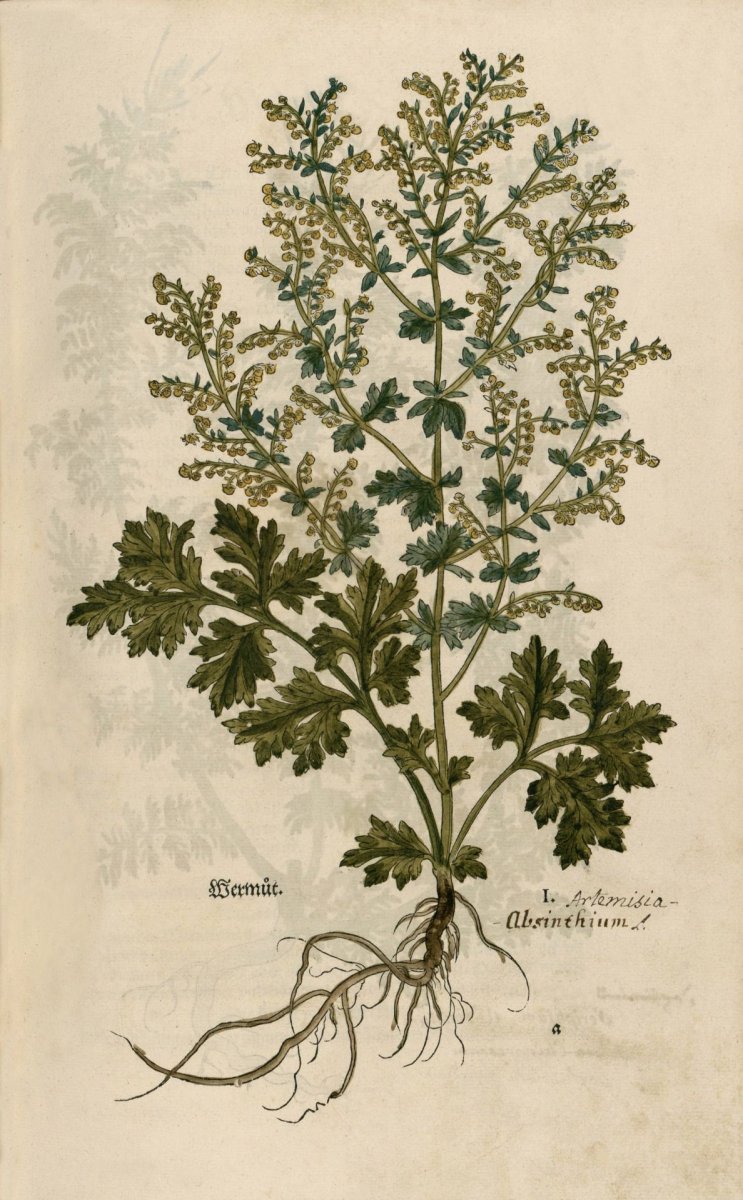 Полынь Ботаническая иллюстрация