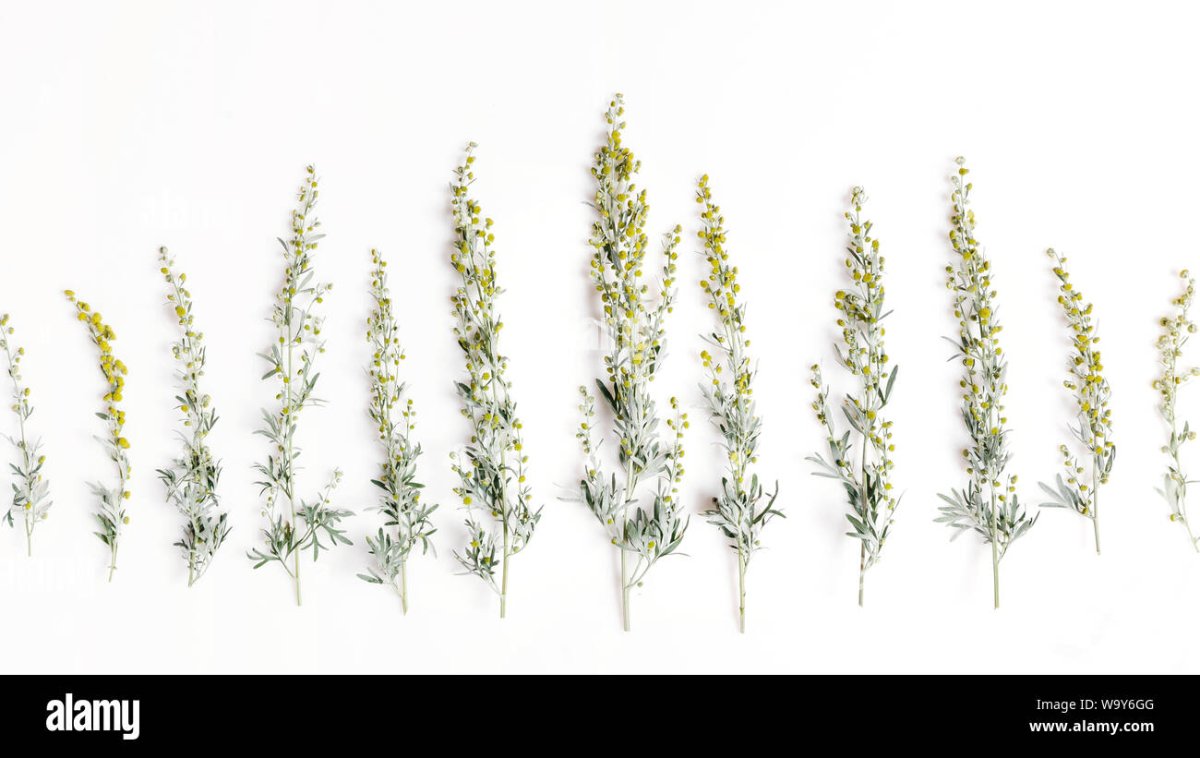 Фенхель гербарий