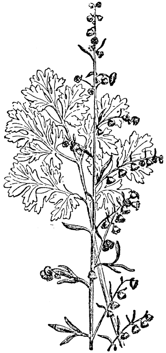 Полынь горькая вектор