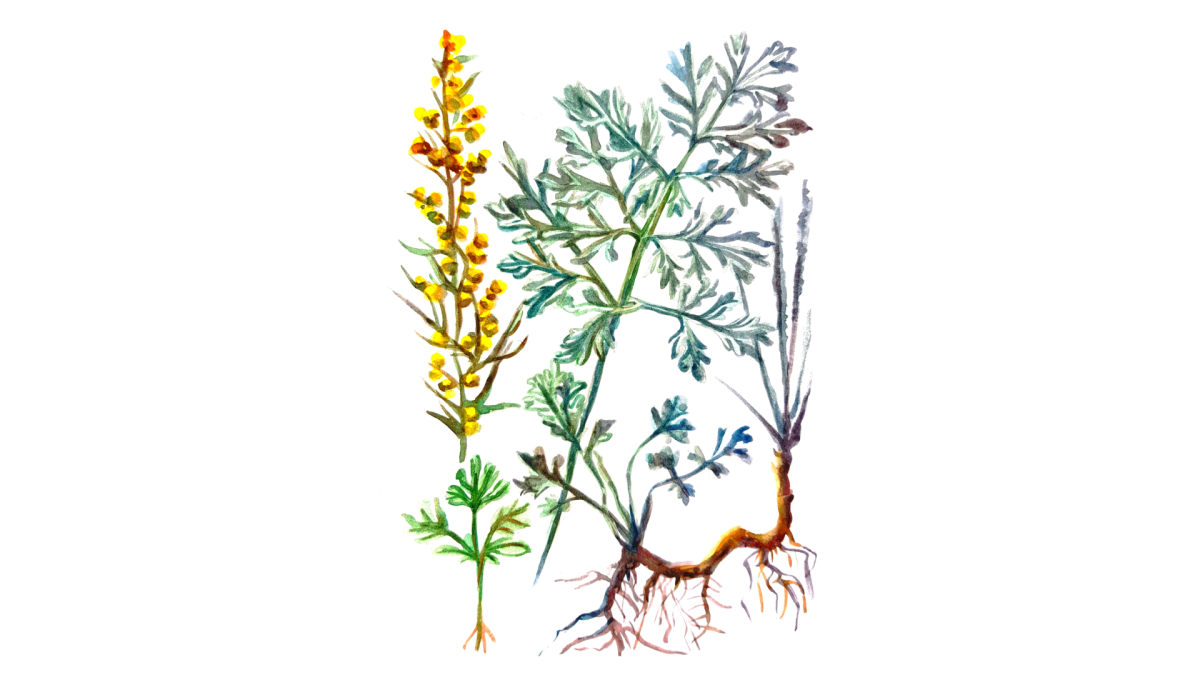 Полынь акварель