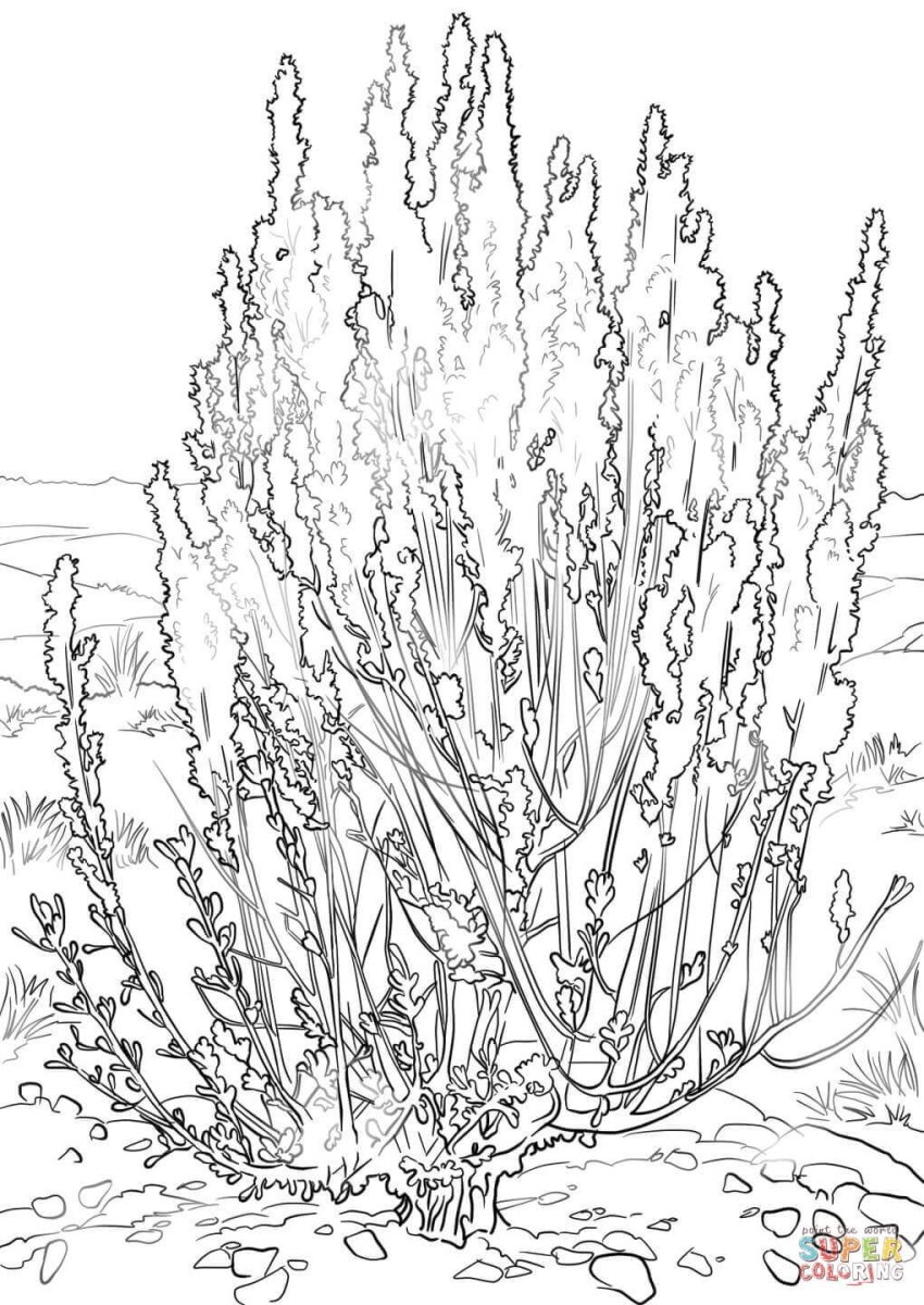 Полынь Ботаническая иллюстрация