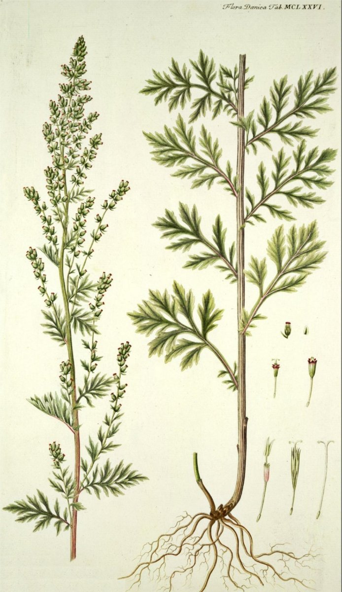 Акварель Полынь трава