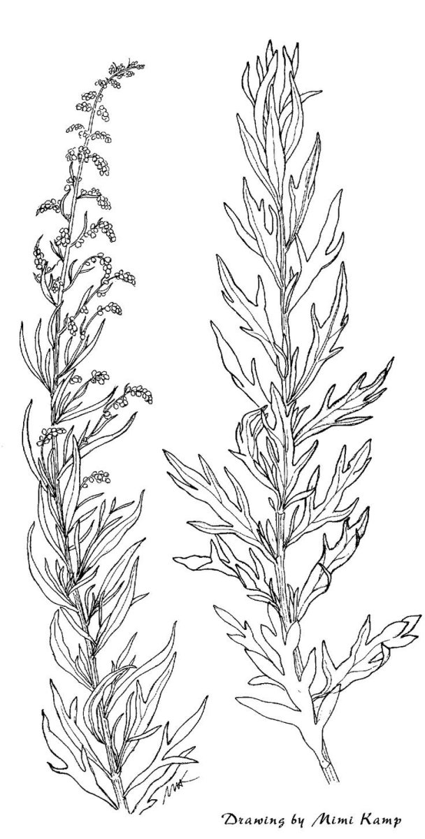 Полынь иконка