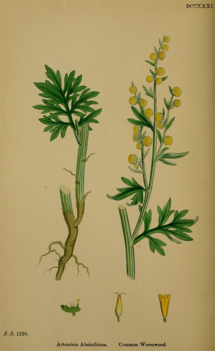 Тату полевые травы