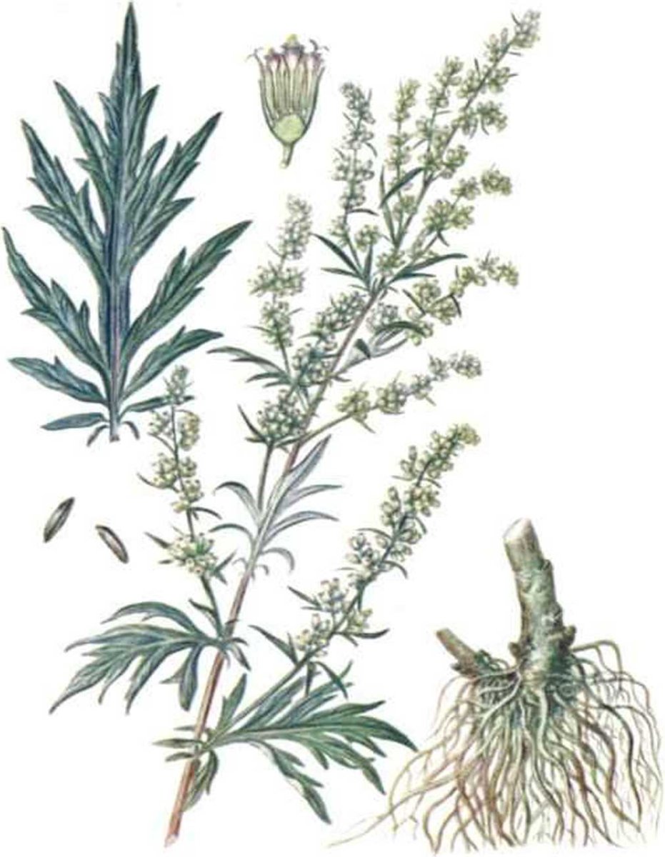 Ботанический скетч линером