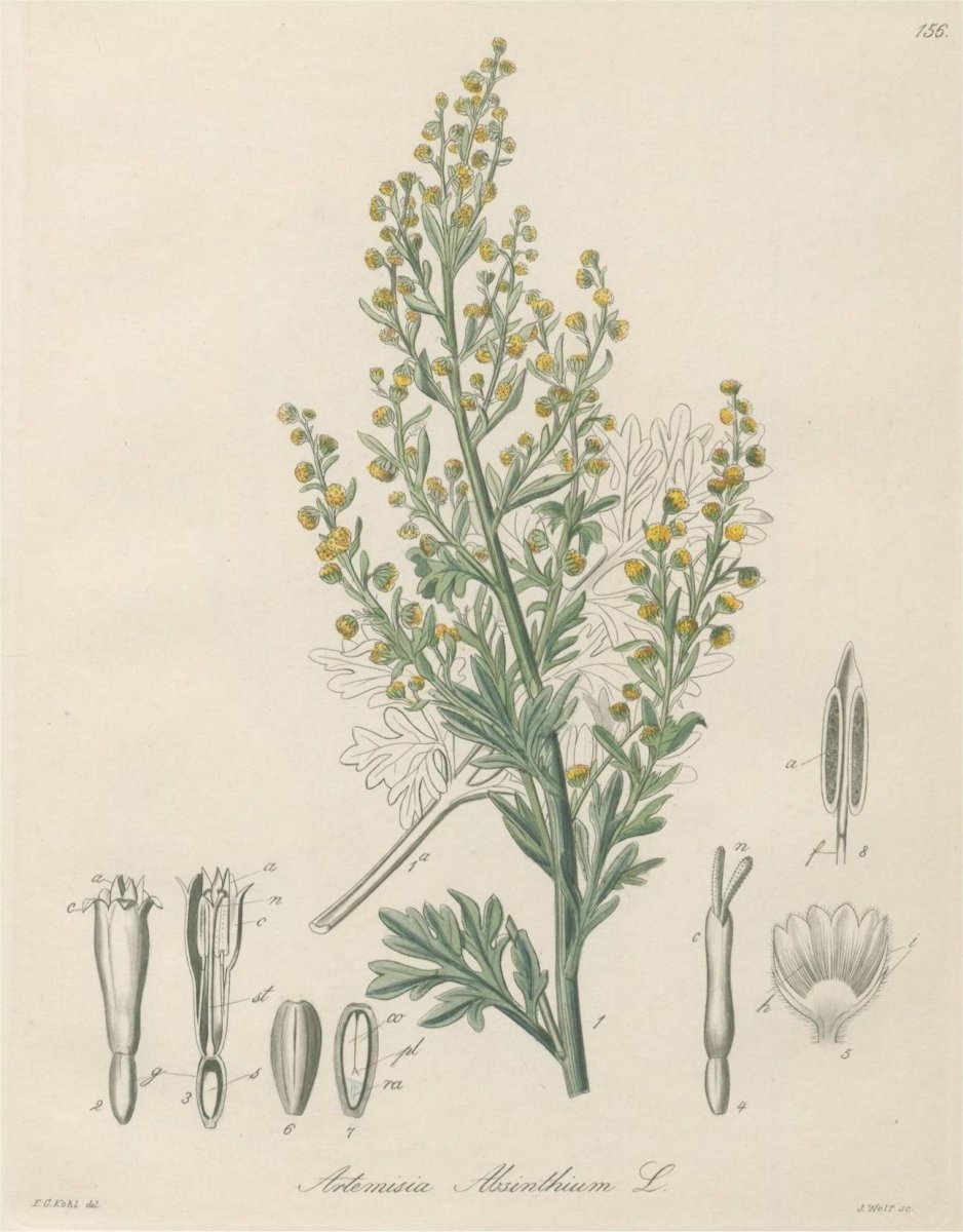 Полынь горькая ботаника