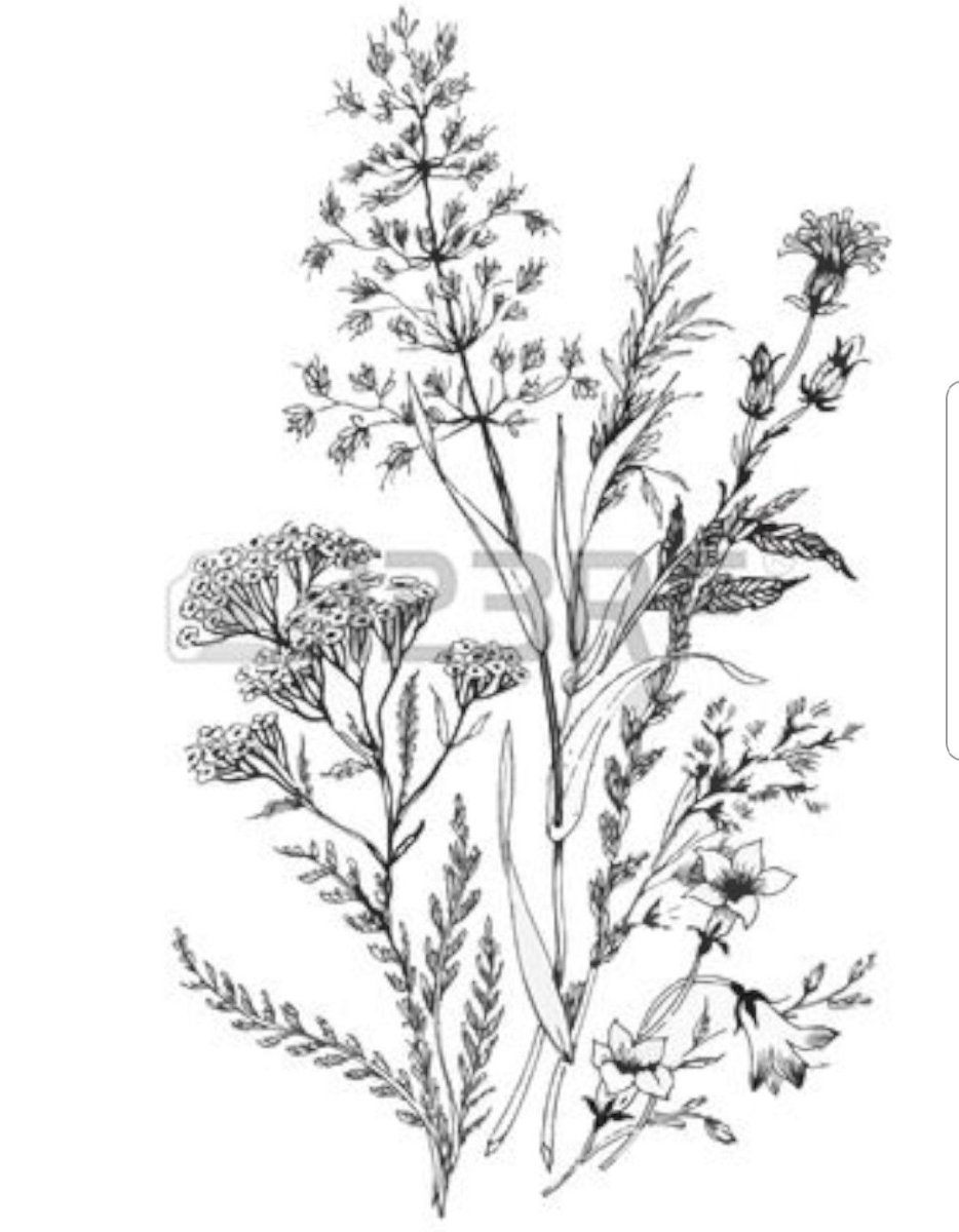 Полынь обыкновенная стебель