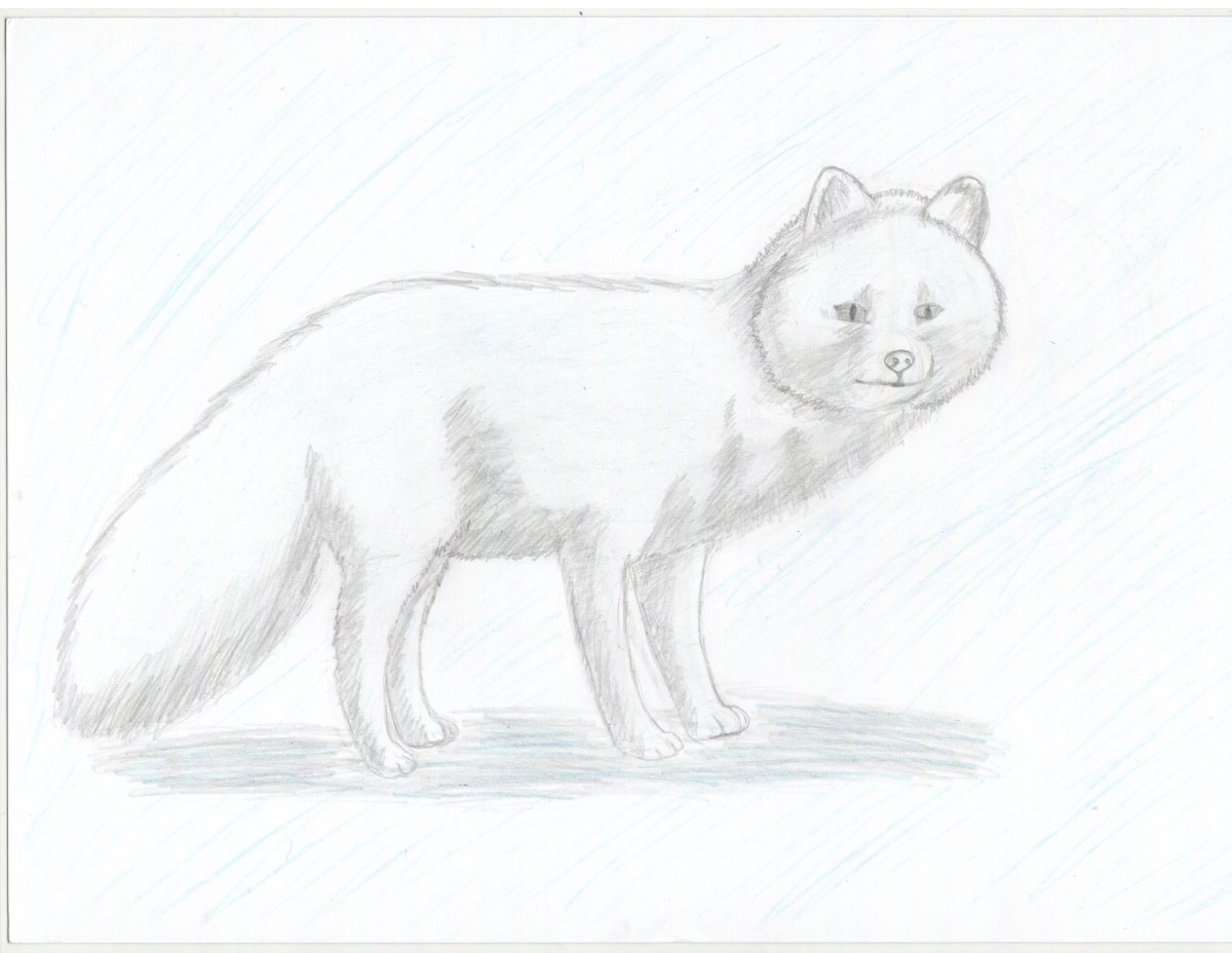 Песец карандашом