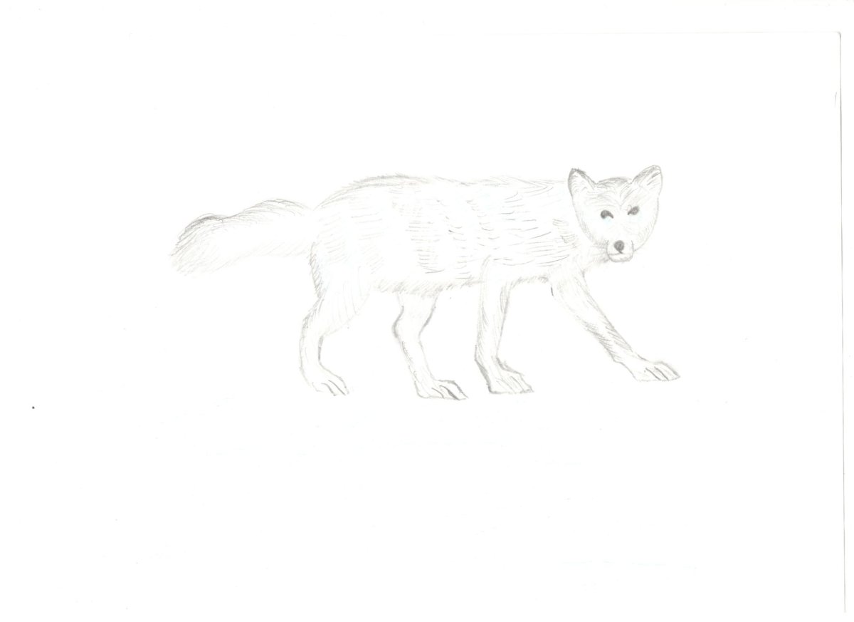 Поэтапное рисование песца