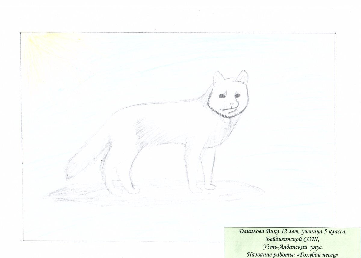 Рисунок песец легко