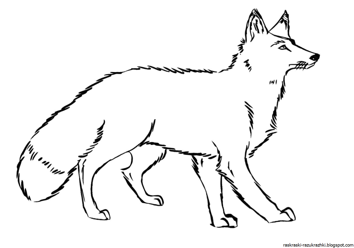 Песец раскраска