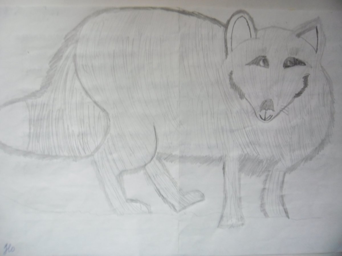 Рисунки Ватагина песец