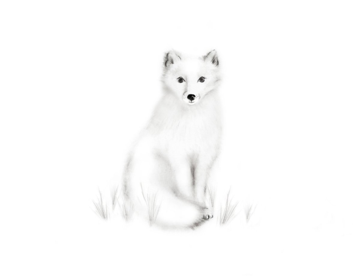Белая лиса