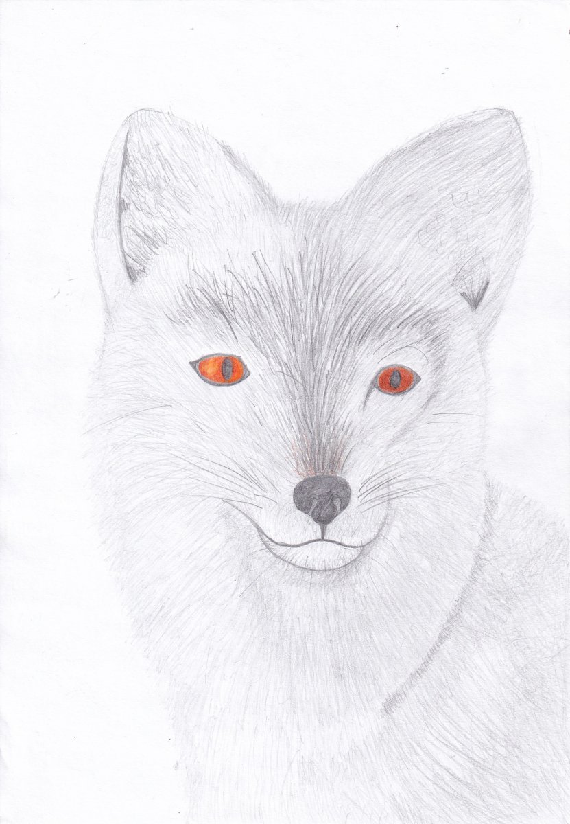 Песец на белом фоне