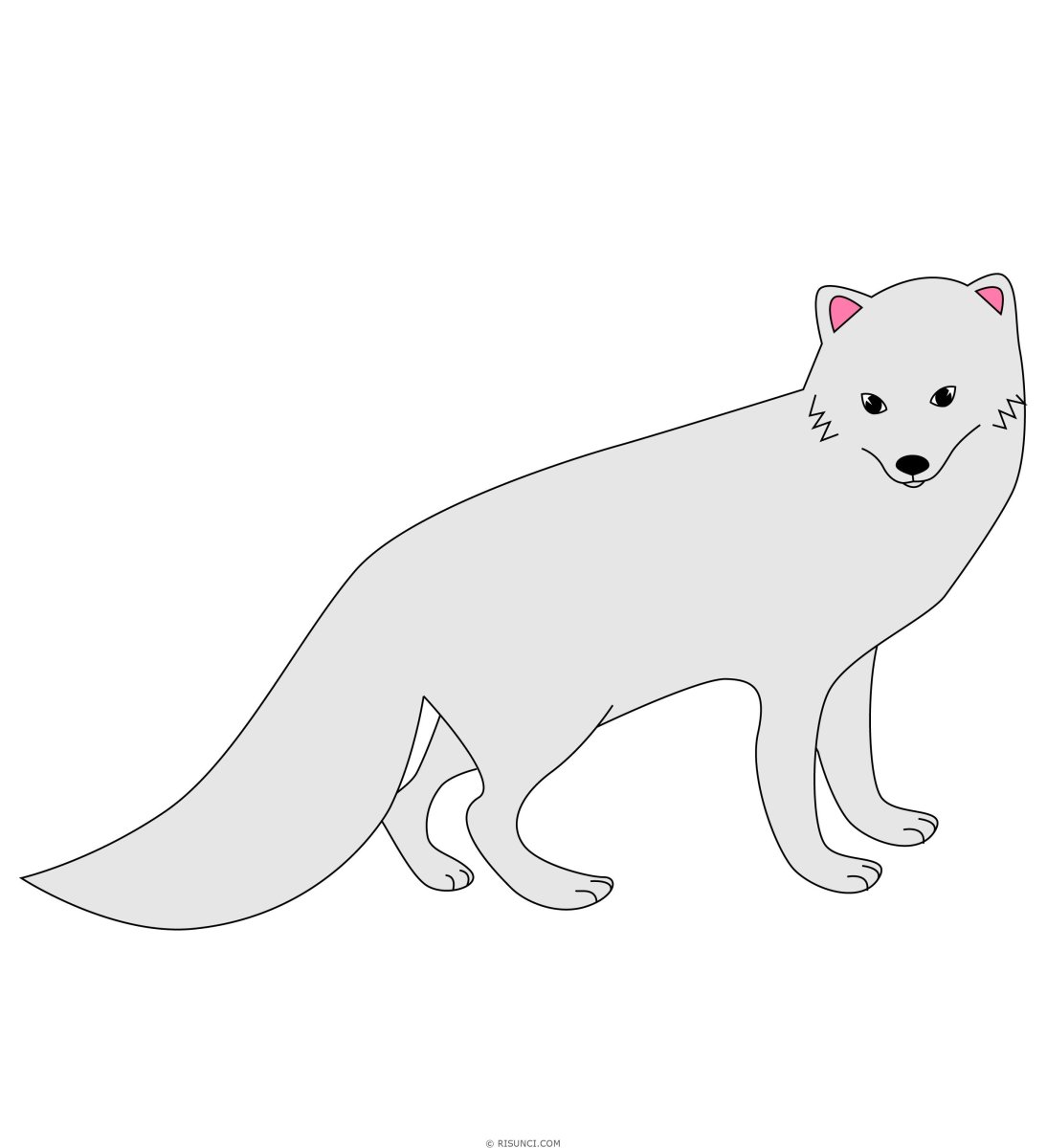 Легкий рисунок песца