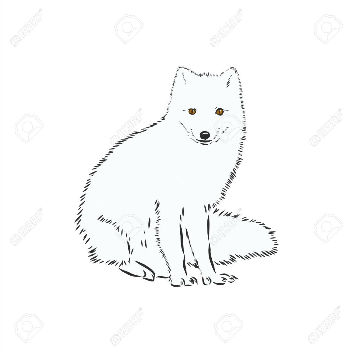 Песец контур