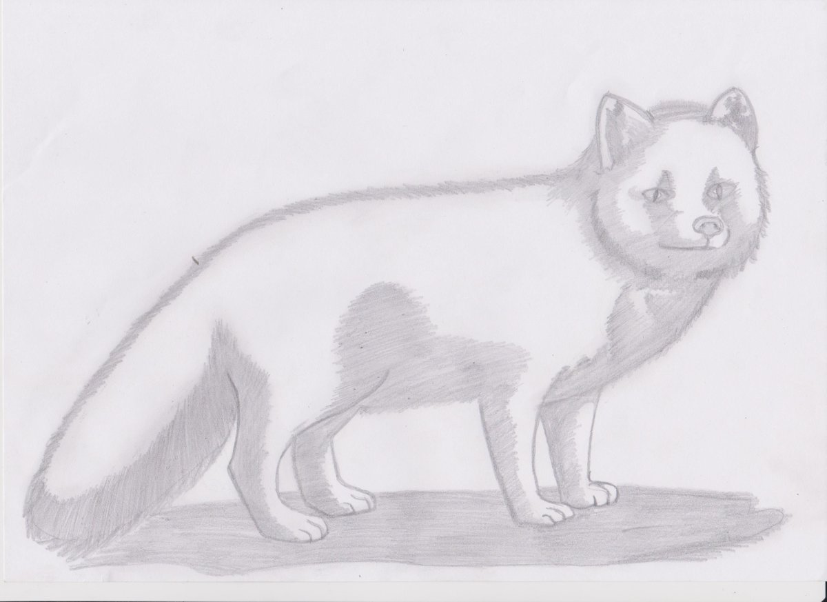 Песец рисунок карандашом