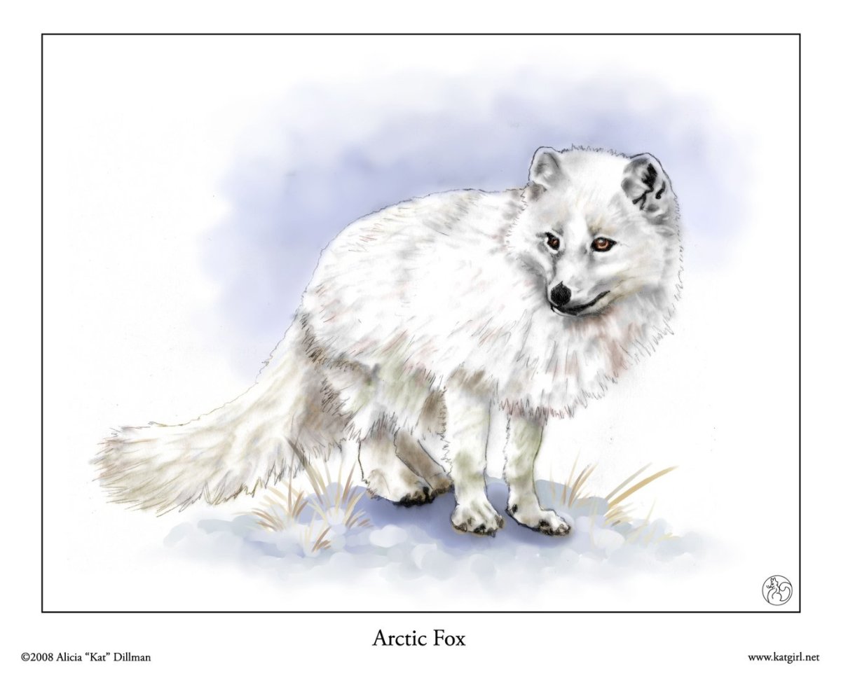 Песец для дошкольников