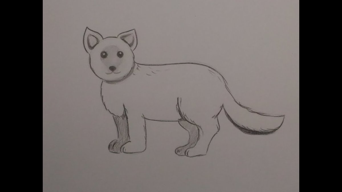 Поэтапное рисование песца