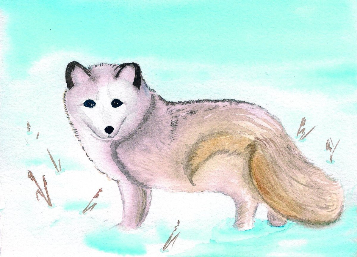 Рисунок как я представляю себе тундру карандашом песец