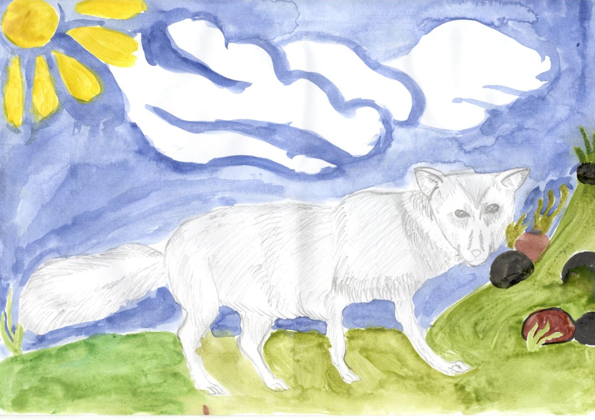 Песец рисунок