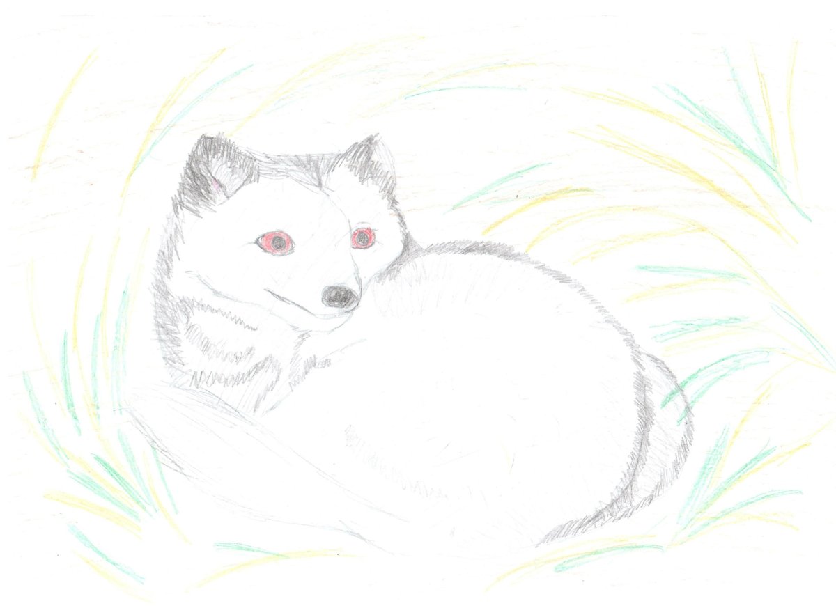 Созвездие песец