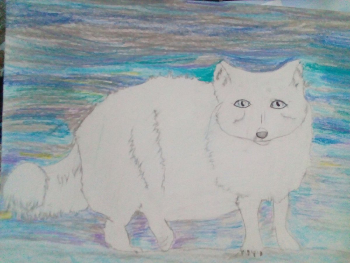 Песец картинка