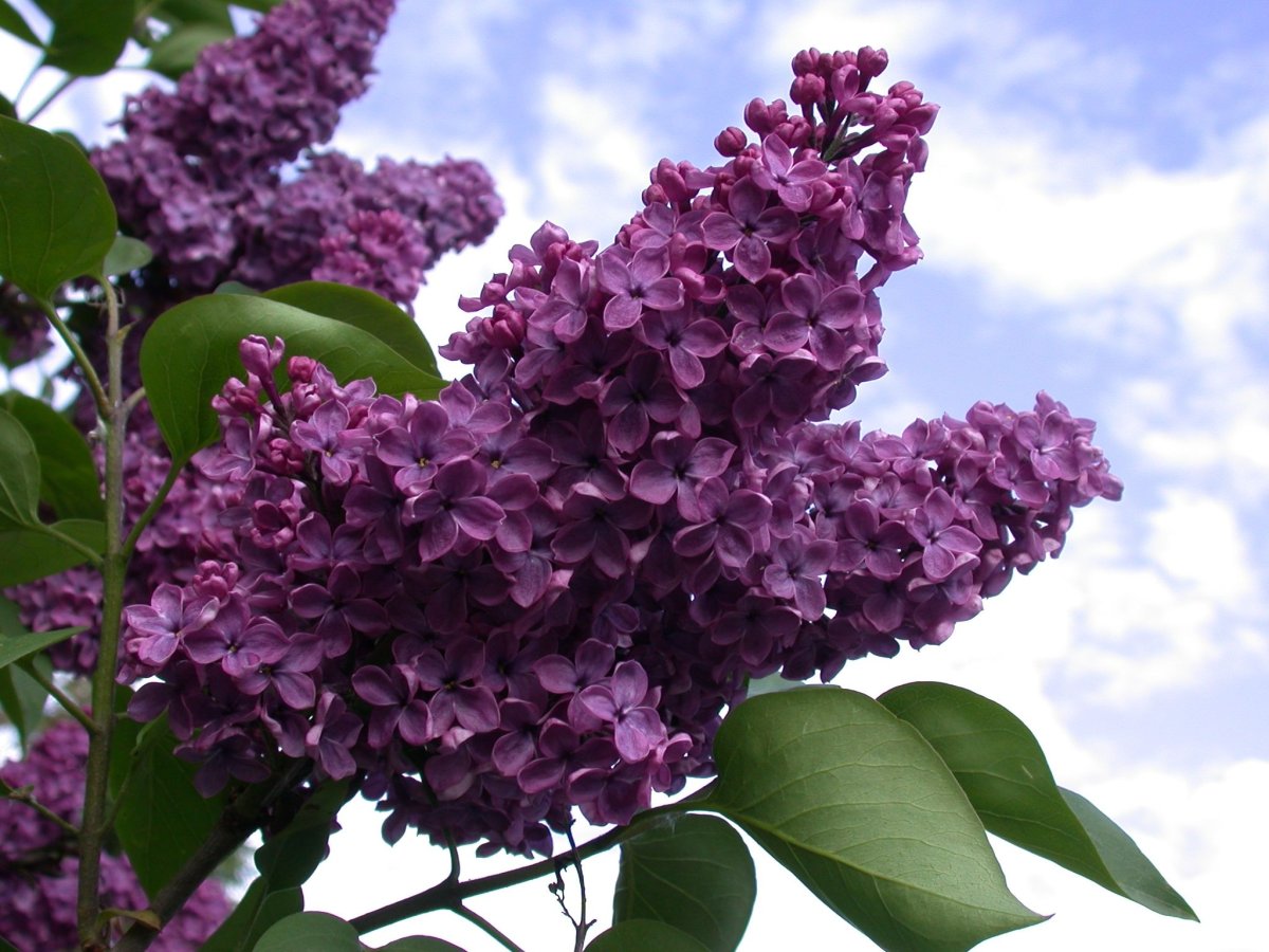 Сирень сорт Сергей Рахманинов