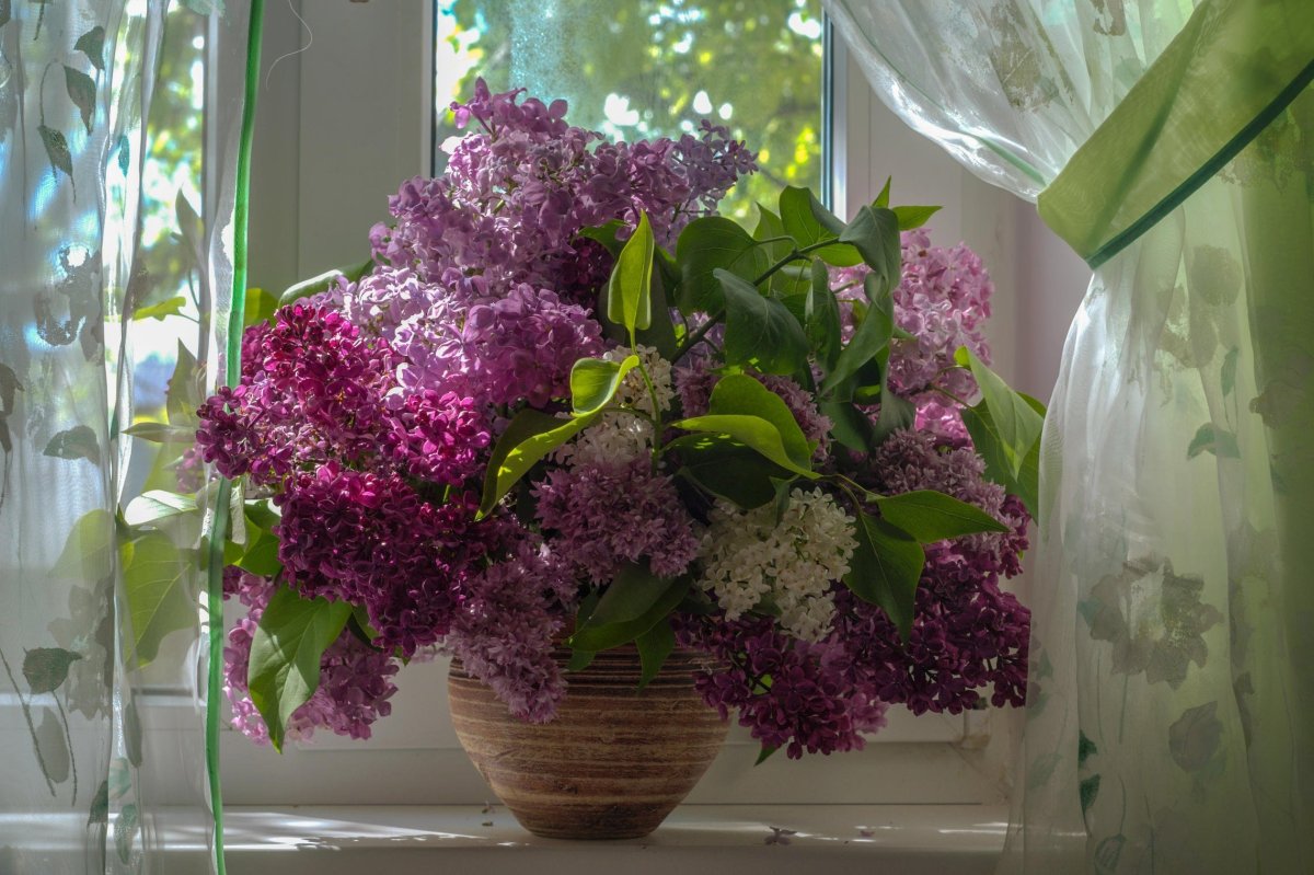 Сирень на окне