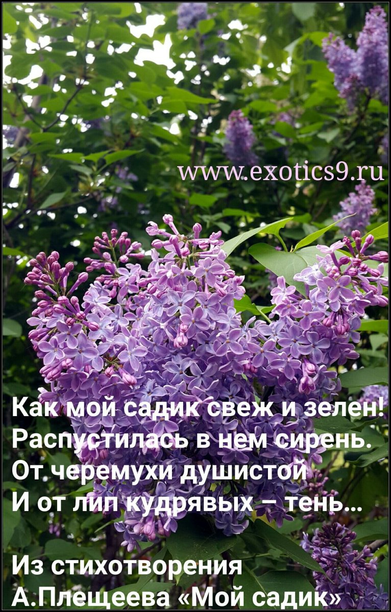 Стих про сирень короткий