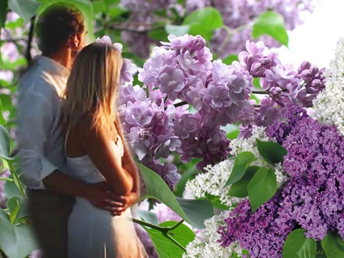 Влюблённые в сирени
