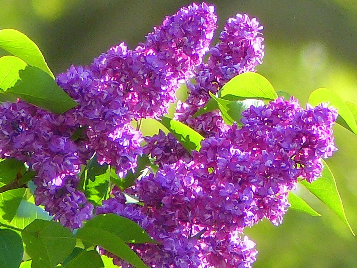 Рахманинов сирень