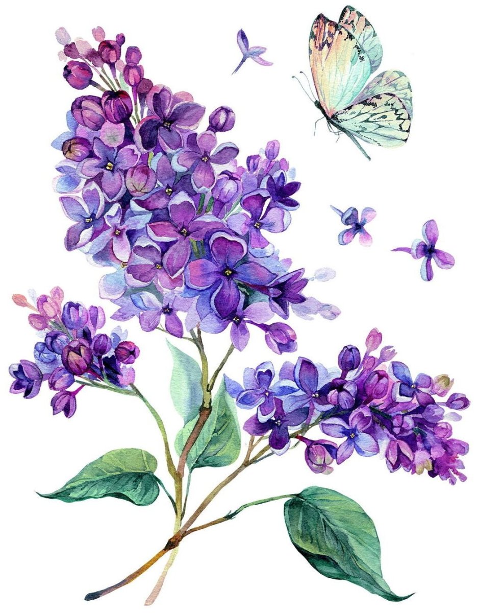 Постер сирень