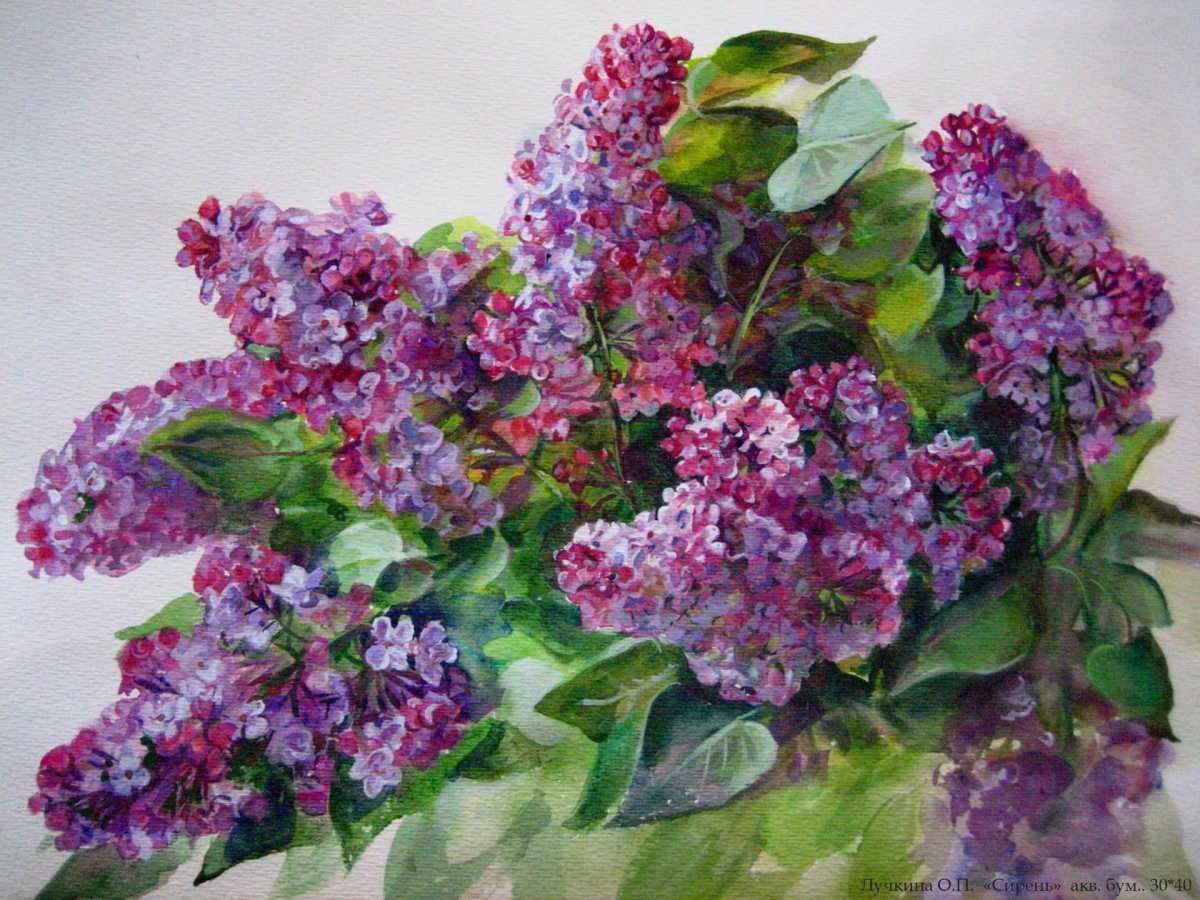 Акварель сирень Андрияка