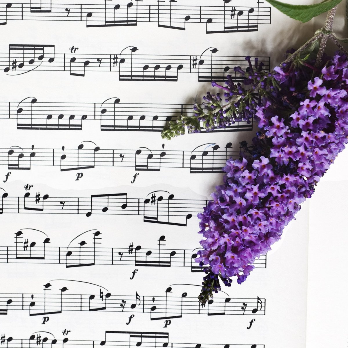 Ноты и цветы