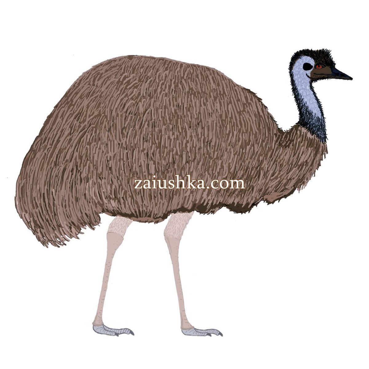 Голова страуса раскраска
