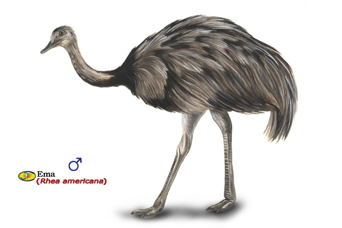 Страус раскраска для детей