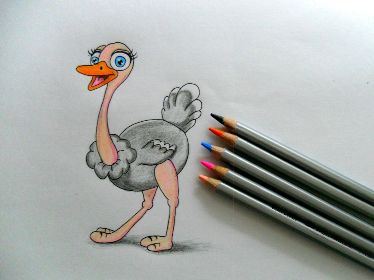 Страус раскраска