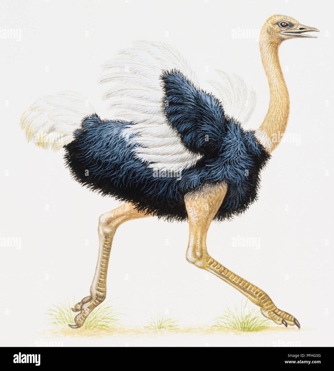 Страус эму раскраска для детей