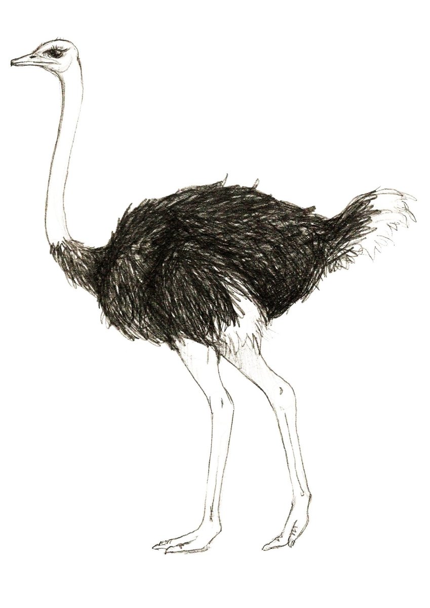 Страус эму на белом фоне