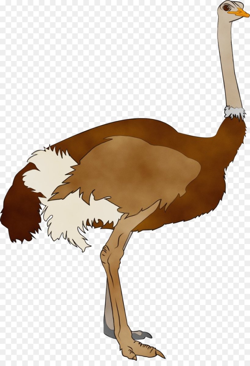 Шаблон страуса для рисования