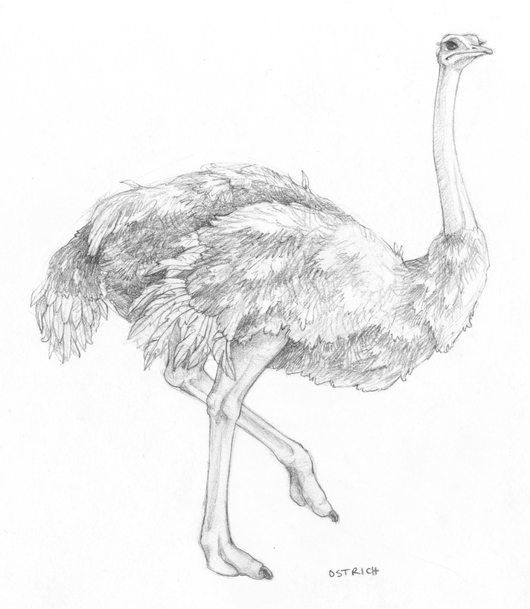 Эму раскраска для детей