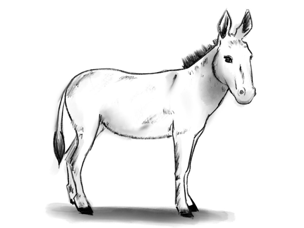 Рисунки осла для срисовки