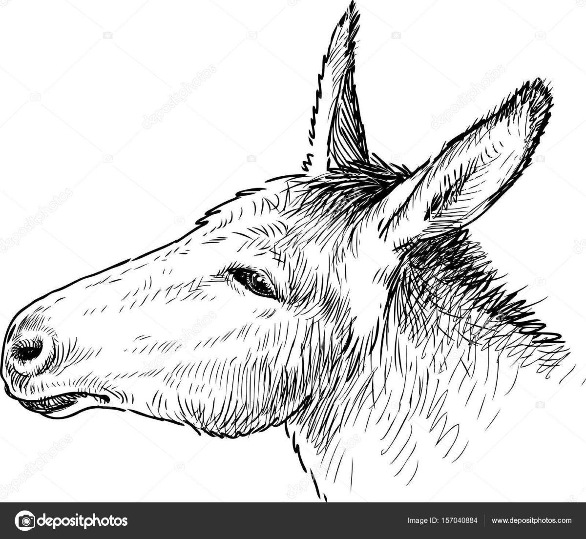 Голова осла эскиз