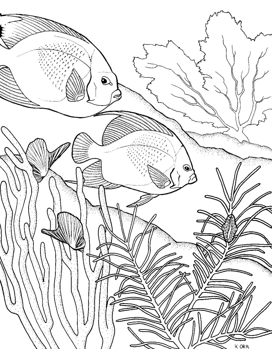 Акварельные раскраски. Раскраска рыбка. Аквариумные рыбки раскраска. Картинки для раскрашивания рыбки. Раскраска коралловые рыбки.
